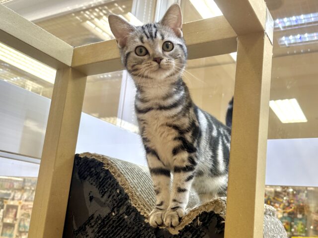 ツンデレ︎💓👉🏻👈🏻💓アメリカンショートヘア女の子 アメリカンショートヘア