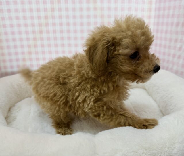 トイプードル
