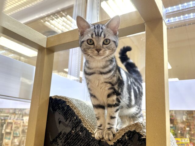 ツンデレ︎💓👉🏻👈🏻💓アメリカンショートヘア女の子 アメリカンショートヘア