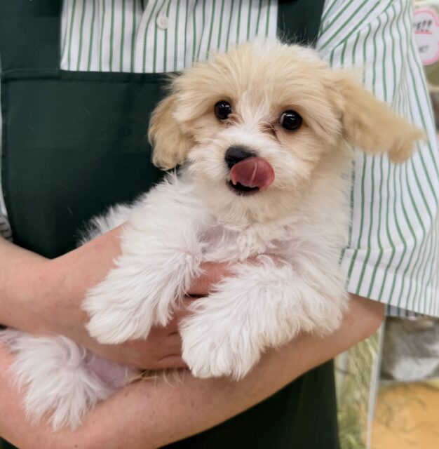 キャバビション