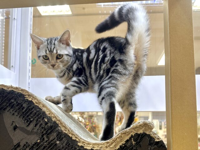 ツンデレ︎💓👉🏻👈🏻💓アメリカンショートヘア女の子 アメリカンショートヘア