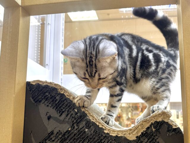 ツンデレ︎💓👉🏻👈🏻💓アメリカンショートヘア女の子 アメリカンショートヘア