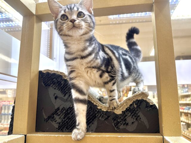 ツンデレ︎💓👉🏻👈🏻💓アメリカンショートヘア女の子 アメリカンショートヘア