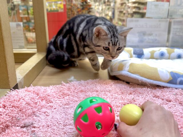 ツンデレ︎💓👉🏻👈🏻💓アメリカンショートヘア女の子 アメリカンショートヘア