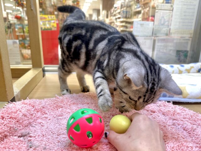 ツンデレ︎💓👉🏻👈🏻💓アメリカンショートヘア女の子 アメリカンショートヘア