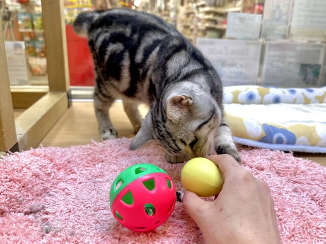 ツンデレ︎💓👉🏻👈🏻💓アメリカンショートヘア女の子 アメリカンショートヘア