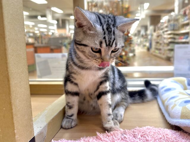 ツンデレ︎💓👉🏻👈🏻💓アメリカンショートヘア女の子 アメリカンショートヘア