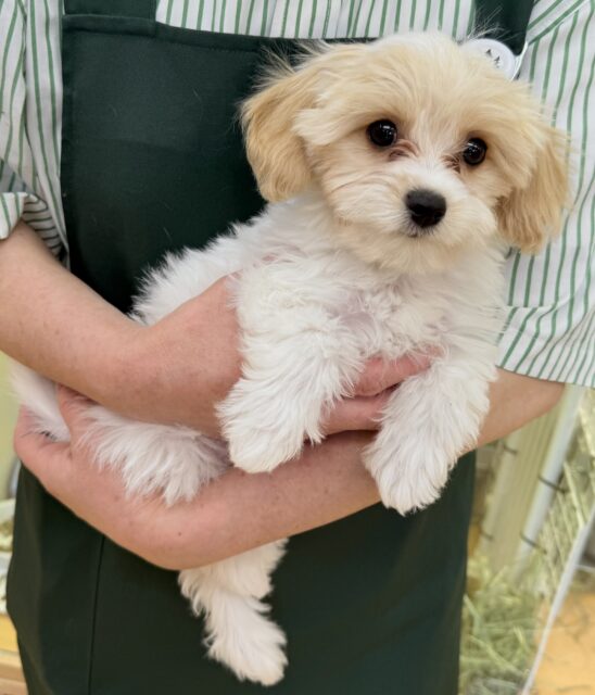 キャバビション