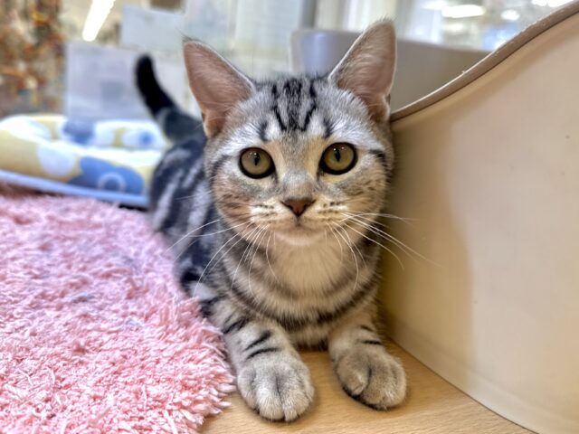 ツンデレ︎💓👉🏻👈🏻💓アメリカンショートヘア女の子 アメリカンショートヘア