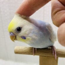 最新画像有ります⭐️大人気！爽やかカラーなセキセイインコヒナさん来ました　パステルレインボー