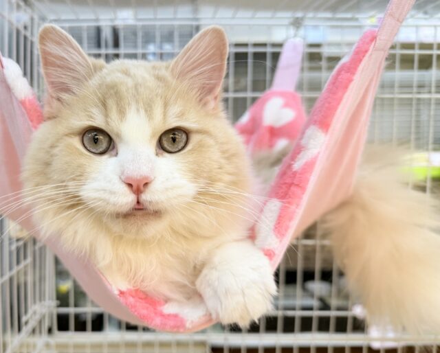 最新📷イケにゃんミヌエットくん! ミヌエット