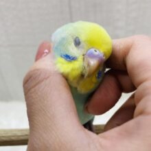 最新画像有りますよ✨グレーの縁どりオシャレでしょ✨オシャレ上級者のセキセイインコ（パステルカラーレインボー）💫