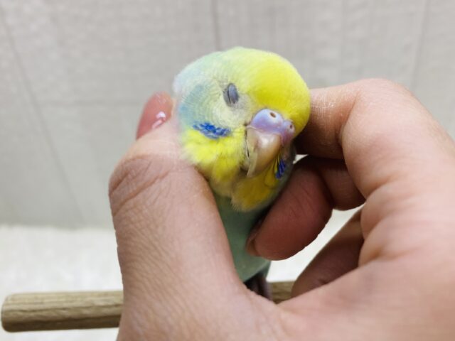 最新画像有りますよ✨グレーの縁どりオシャレでしょ✨オシャレ上級者のセキセイインコ（パステルカラーレインボー）💫