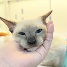 最新📷甘えん坊にゃんこ来ました！トンキニーズくん！