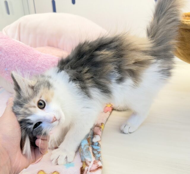 ノルウェージャンフォレストキャット