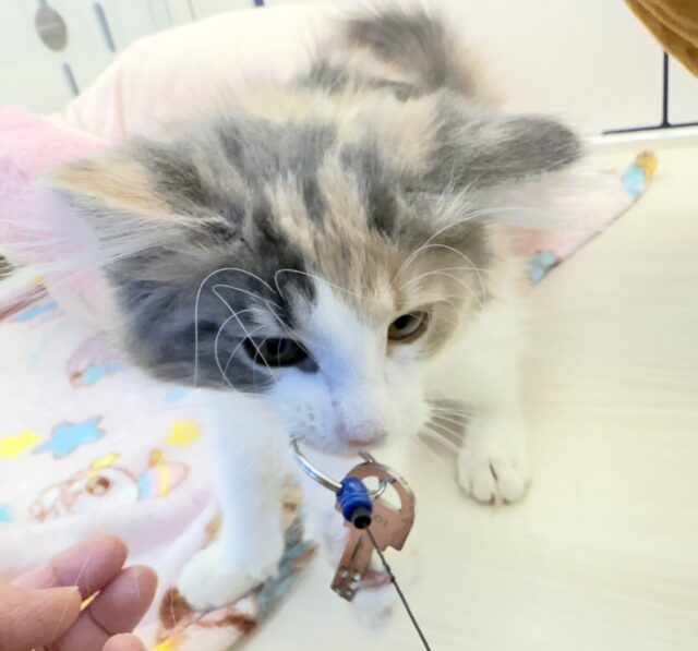 ノルウェージャンフォレストキャット