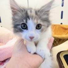 更新📷お久しぶり！ノルウェージャンの女の子🐈