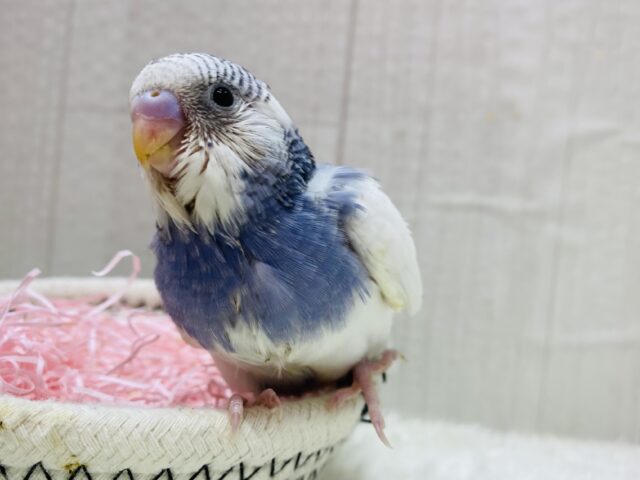 🫐ブルーベリーヨーグルトカラー🤍セキセイインコのパイド🌟