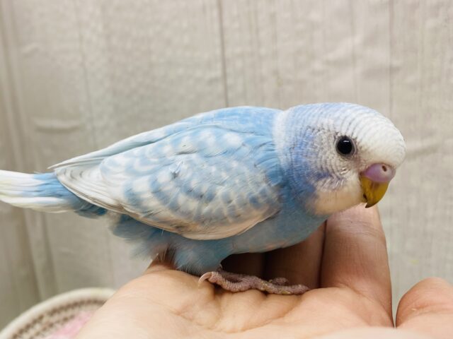 ブルーのレースが素敵なんデス🩵セキセイインコのスパングル✨