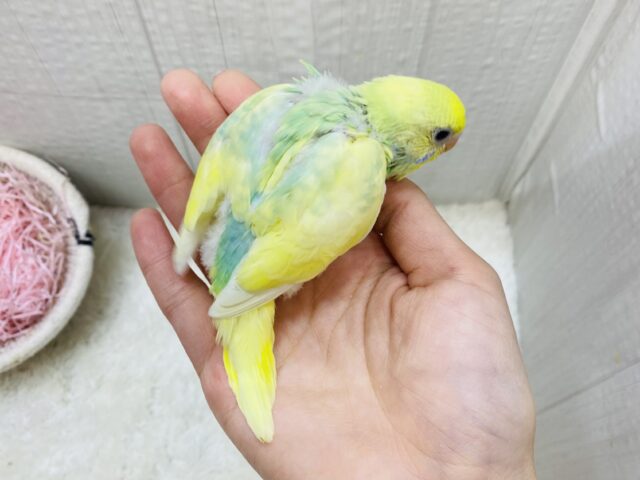 セキセイインコ