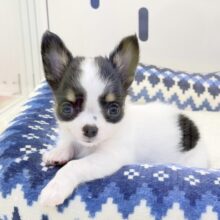 更新📷牛さんのような模様のチワワちゃん！