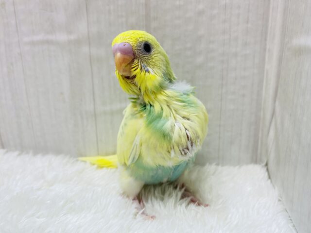おなかポンポン💓レモンスカッシュちゃん🍋セキセイインコ（パステルカラーレインボーパイド）🌈