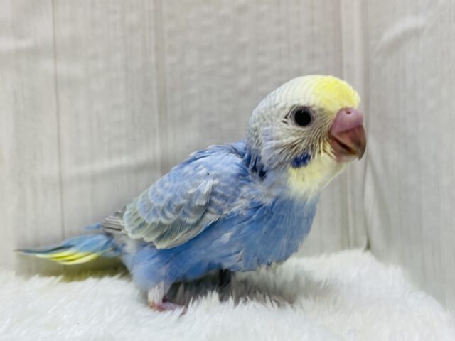 今日はｼｭﾜｼｭﾜソーダ気分.･゜🩵セキセイインコのパステルレインボー🌈