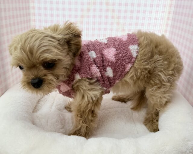 ずっと抱っこしたくなる⭐️ペキプーの女の子! ペキプー