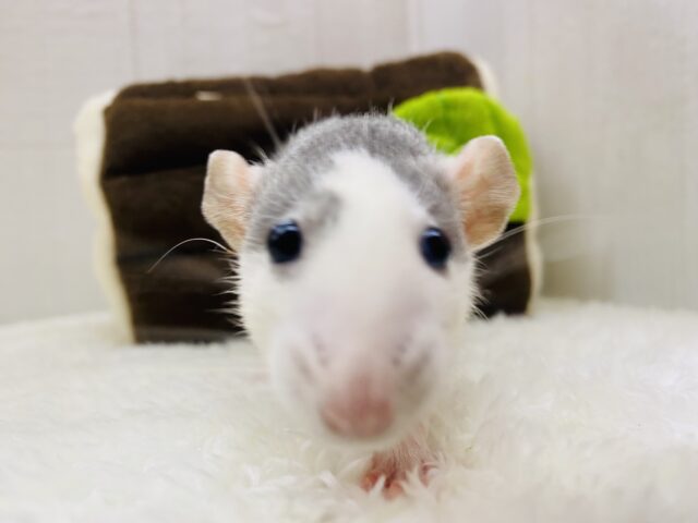 ファンシーラット