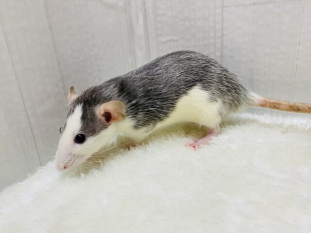 ファンシーラット