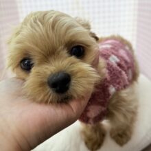 ずっと抱っこしたくなる⭐️ペキプーの女の子！