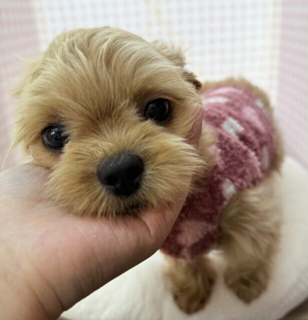 ずっと抱っこしたくなる⭐️ペキプーの女の子！
