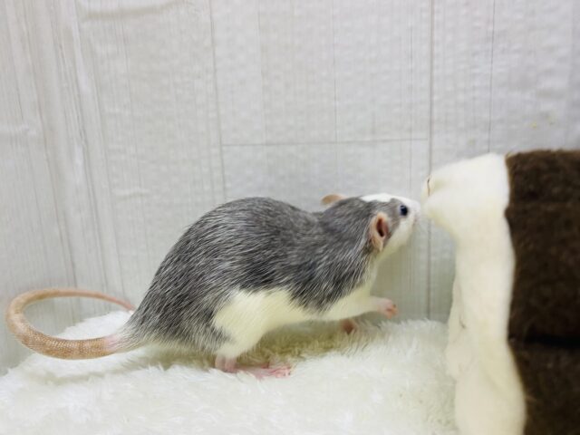 ファンシーラット