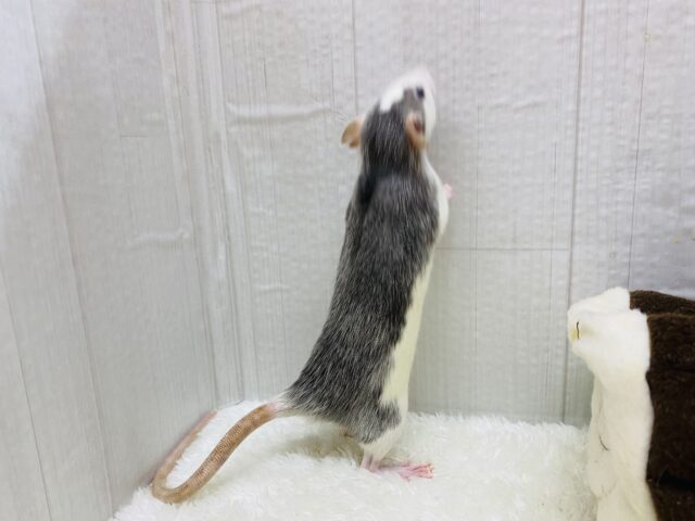 ファンシーラット