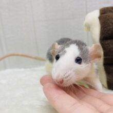 どんどん近づいちゃうよ〜‼️ファンシーラット女の子🩷