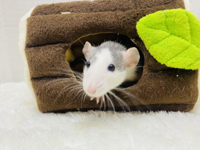 ファンシーラット