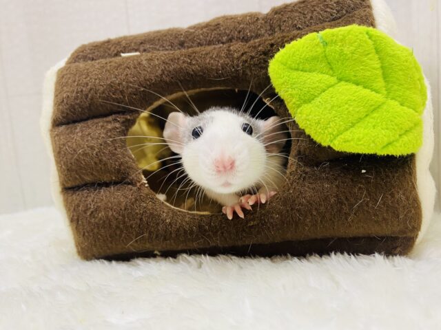 ファンシーラット