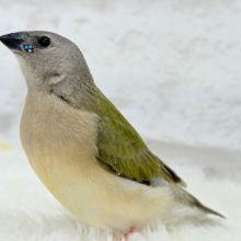 【最新画像更新🪄】【続‪！！】🎄🎁クリスマスフェア🎅🏻成鳥までの楽しみたくさん♬*°コキンチョウ ヒナ