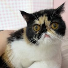 ペチャ顔が堪らん！！エキゾチックちゃん！