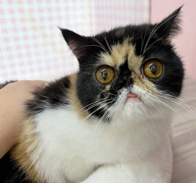 ペチャ顔が堪らん!!エキゾチックちゃん! ペチャ顔が堪らん!!エキゾチックちゃん!