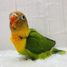 最新画像有ります‼️鮮やか〜な姿を見せておくれ✨ルリコシボタンインコ‼️
