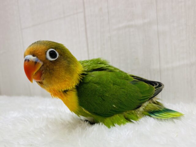 ルリゴシボタンインコ