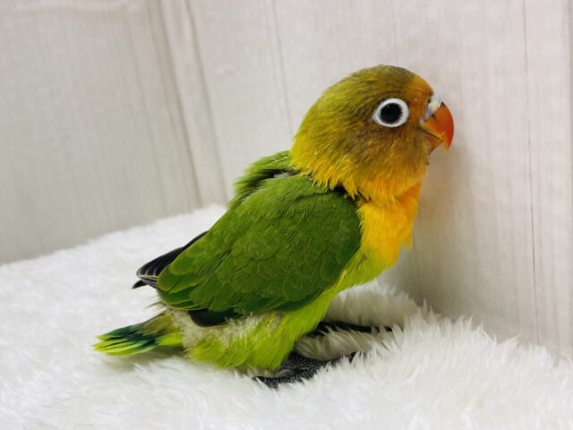 ルリゴシボタンインコ