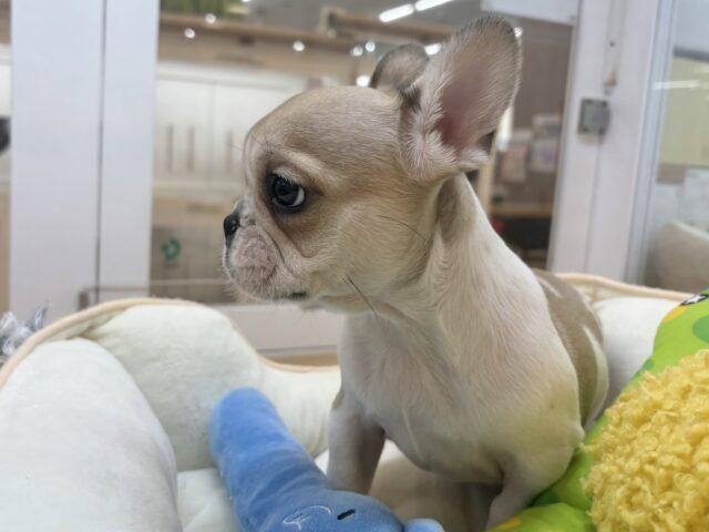 フレンチブルドッグ