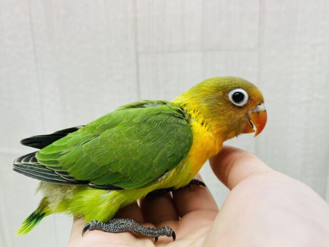 ルリゴシボタンインコ