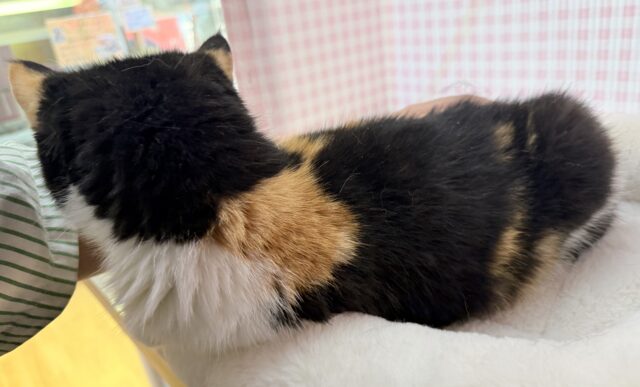 ペチャ顔が堪らん!!エキゾチックちゃん! エキゾチック