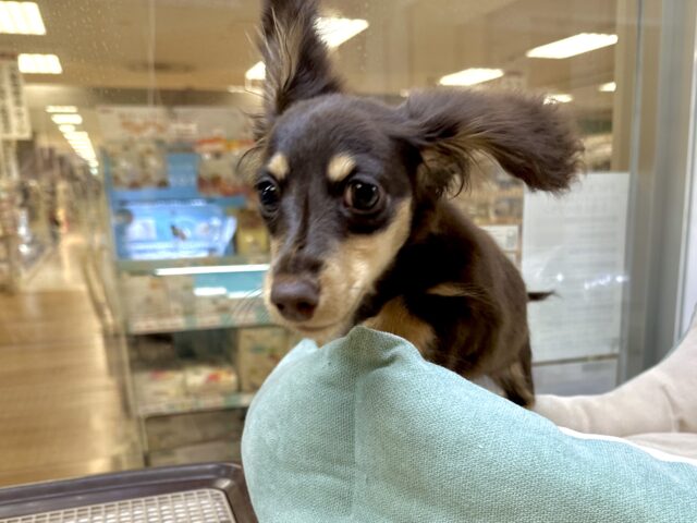 かまってかまって〜🥺💓ミニチュアダックス女の子 ミニチュアダックス