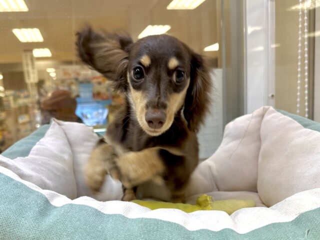 かまってかまって〜🥺💓ミニチュアダックス女の子 ミニチュアダックス