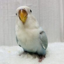 最新画像有ります⭐️ふわふわ🩵ハワイまで連れてって〜🌺コザクラインコのオパーリン系！！