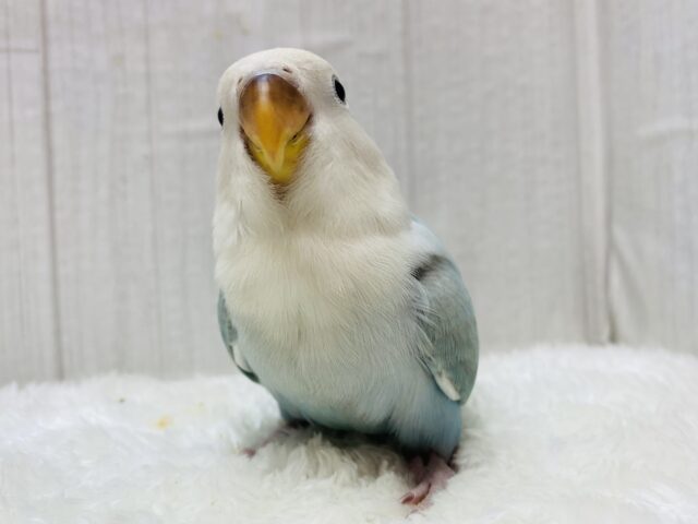 最新画像有ります⭐️ふわふわ🩵ハワイまで連れてって〜🌺コザクラインコ